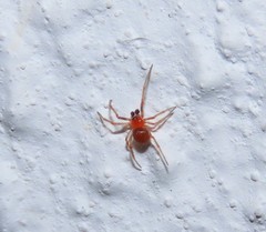 Ruborridion musivum