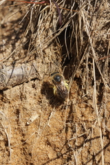 Colletes cunicularius