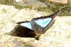 Doxocopa laurentia cherubina