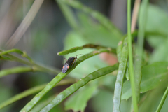 Closterotomus annulus