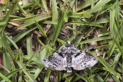 Aplotelia diplographa