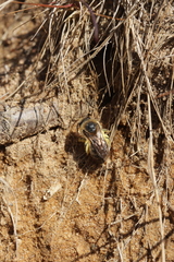 Colletes cunicularius
