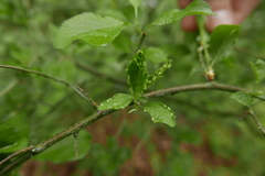Eriophyes similis