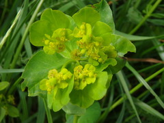 Euphorbia verrucosa