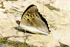 Doxocopa laurentia cherubina
