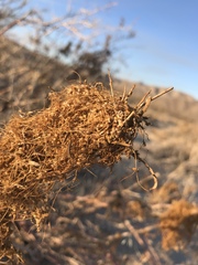 Cuscuta psorothamnensis