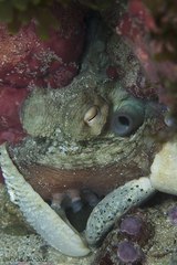Octopus vulgaris