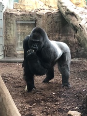 Gorilla