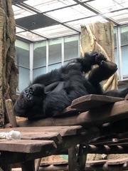 Gorilla