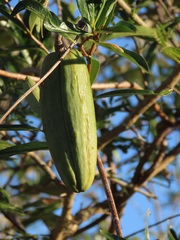 Stomatostemma monteiroae