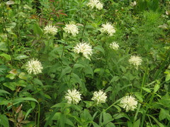 Monarda luteola