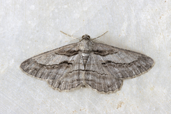 Peribatodes correptaria