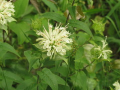Monarda luteola