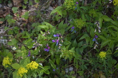 Lathyrus vernus