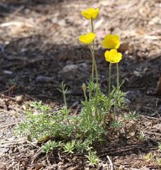 Ranunculus millefoliatus