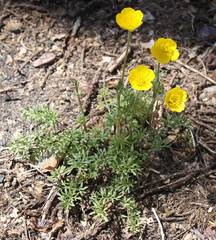 Ranunculus millefoliatus
