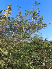 Stomatostemma monteiroae