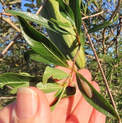 Stomatostemma monteiroae