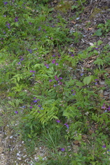 Lathyrus vernus
