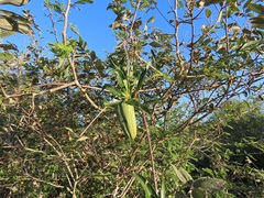 Stomatostemma monteiroae