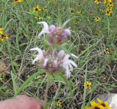 Monarda clinopodioides