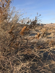 Cuscuta psorothamnensis