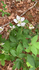 Rubus argutus