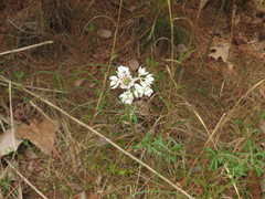 Hymenopappus artemisiifolius artemisiifolius