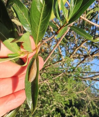 Stomatostemma monteiroae