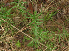 Hymenopappus artemisiifolius artemisiifolius