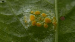 Melampsora rostrupii