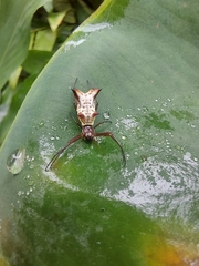 Micrathena nigrichelis