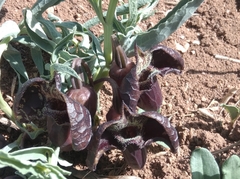 Aristolochia maurorum