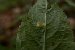 Melampsora rostrupii