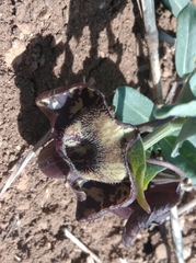 Aristolochia maurorum