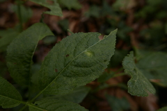 Melampsora rostrupii