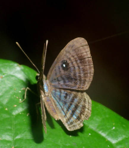 Hesperina Eyed-Metalmark