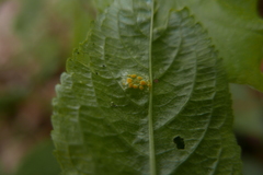 Melampsora rostrupii