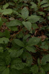 Melampsora rostrupii