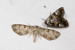 Hypomecis percnioides