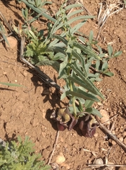 Aristolochia maurorum