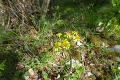 Tephroseris helenitis