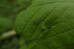 Aceria macrocheluserinea