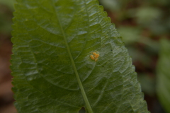 Melampsora rostrupii