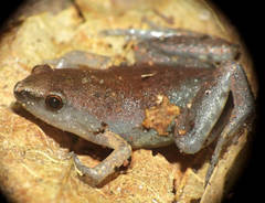 Chiasmocleis avilapiresae