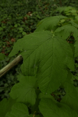 Aceria macrocheluserinea