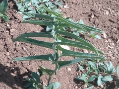 Aristolochia maurorum