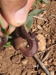 Aristolochia maurorum