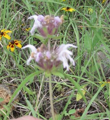 Monarda clinopodioides