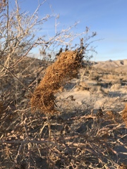 Cuscuta psorothamnensis